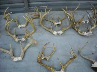 group of antlers after